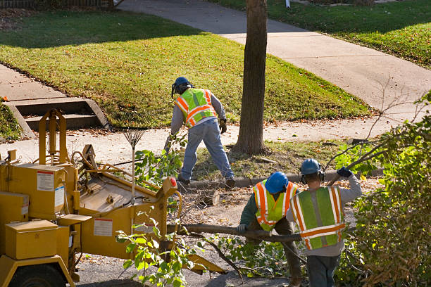 Lawn Pest Prevention in Wedgefield, FL